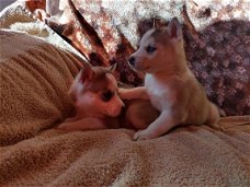 Husky Puppies voor adoptie