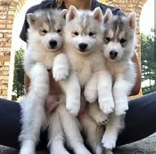 Rasechte Siberische Husky Puppies voor adoptie - 1