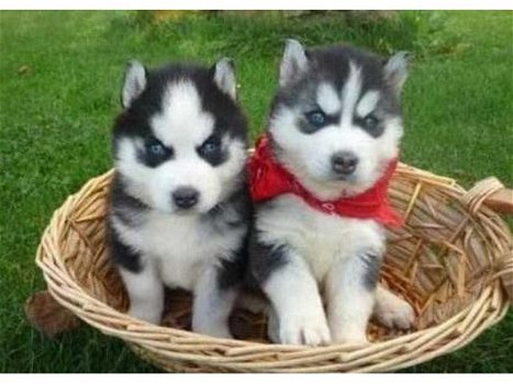 Twee Siberische Husky Puppies voor re-homing - 1