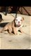 Engelse Bulldog Puppies - 1 - Thumbnail
