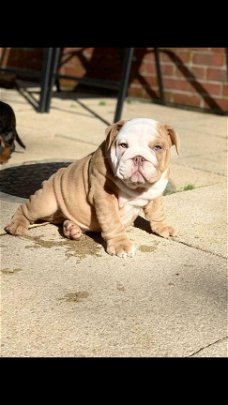 Engelse Bulldog Puppies