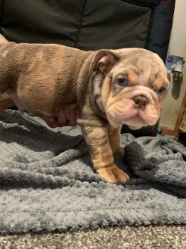 Speelse Engelse Bulldog Puppies voor nieuwe huizen - 1