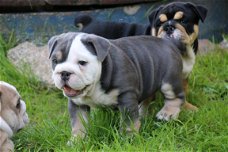 Charmante Engelse Bulldog-puppy's klaar om te gaan.