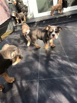 Gezonde Engelse Bulldog-puppy's voor adoptie - 1