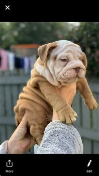 Charmante Engelse Bulldog-puppy's klaar om te gaan. - 1