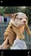 Charmante Engelse Bulldog-puppy's klaar om te gaan. - 1 - Thumbnail