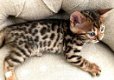 Gratis katten en kittens - 1 - Thumbnail