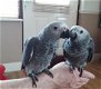 mooie grijze papegaai - 1 - Thumbnail