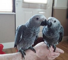 mooie grijze papegaai