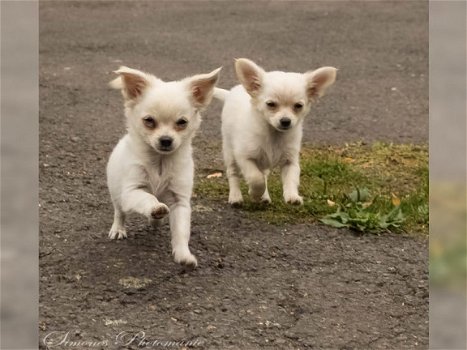 Rosy en DIXON CHIHUAHUA PUPS - 1