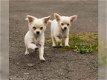 Rosy en DIXON CHIHUAHUA PUPS - 1 - Thumbnail