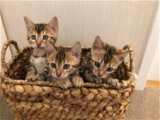 Mooie Bengaalse Kittens