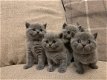 Aanbiddelijke Britse Korthaar Blauwe Katjes - 1 - Thumbnail