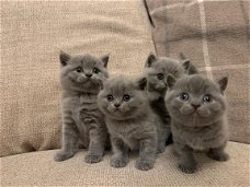 Aanbiddelijke Britse Korthaar Blauwe Katjes