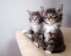 Mooie Maine Coon-katjes - 1 - Thumbnail