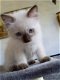 Prachtige Siamese Kittens Gccf geregistreerd. - 1 - Thumbnail