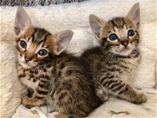 Unieke F5 Sbt Savannah Kittens