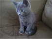 Volledige stamboom Russische blauwe kittens - 1 - Thumbnail