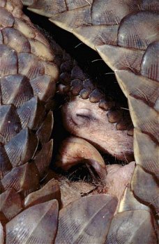 Pangolins zoogdieren. - 1