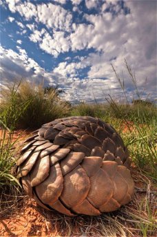 Pangolins zoogdieren