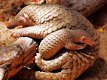 Pangolins zoogdieren. - 1 - Thumbnail