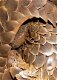 Pangolins zoogdieren. - 2 - Thumbnail