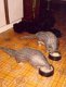 Pangolins zoogdieren..// - 2 - Thumbnail