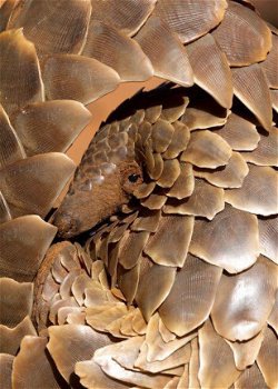 Pangolins zoogdieren..//0 - 2