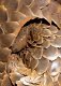 Pangolins zoogdieren..//,,1 - 2 - Thumbnail