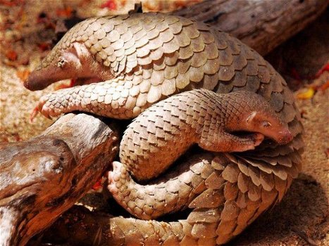 //Pangolins zoogdieren. - 1