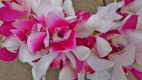 GROTE ORCHIDEE KRANS - 2 - Thumbnail