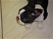 GRATIS PUPS VAN ANGELREDDY UIT ANTWERPEN IS OPLICHTERIJ !!!!!!!!! - 2 - Thumbnail