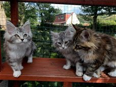 Drie Maine Coon-katjes