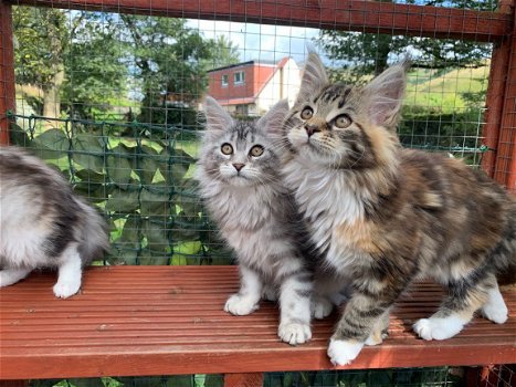 Drie Maine Coon-katjes - 4