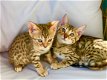 Bengaalse kittens beschikbaar.@,,................................ - 1 - Thumbnail