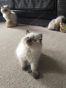 Himalayan Kittens voor adoptie