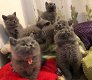 Britse korthaar kittens - 1 - Thumbnail