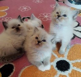 Ragdoll Kittens - 1