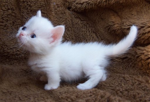 Munchkin Kittens - 1