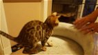 Bruine Rosetted Bengaalse Kittens - 1 - Thumbnail