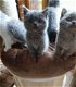 Mooie Gccf Britse korthaar kittens. - 1 - Thumbnail