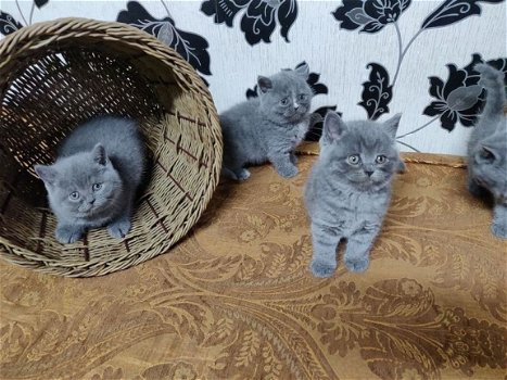 Prachtige Britse korthaar blauwe kittens te koop - 1
