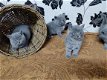 Prachtige Britse korthaar blauwe kittens te koop - 1 - Thumbnail