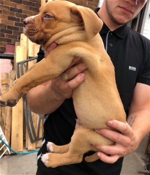 American Bully Puppies beschikbaar - 1