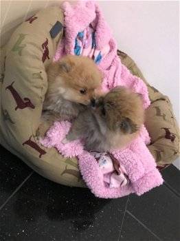 Schattige Pomeranian-puppy beschikbaar - 1