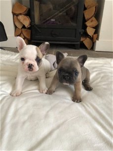 Mooie Franse Bulldog-puppy's