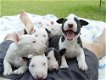 Bull Terrier Puppies - 1 - Thumbnail