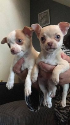 Chihuahua stamboom pups