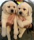 Mannelijke en vrouwelijke Labrador Retriever puppies - 1 - Thumbnail