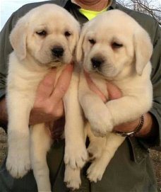 Mannelijke en vrouwelijke Labrador Retriever puppies